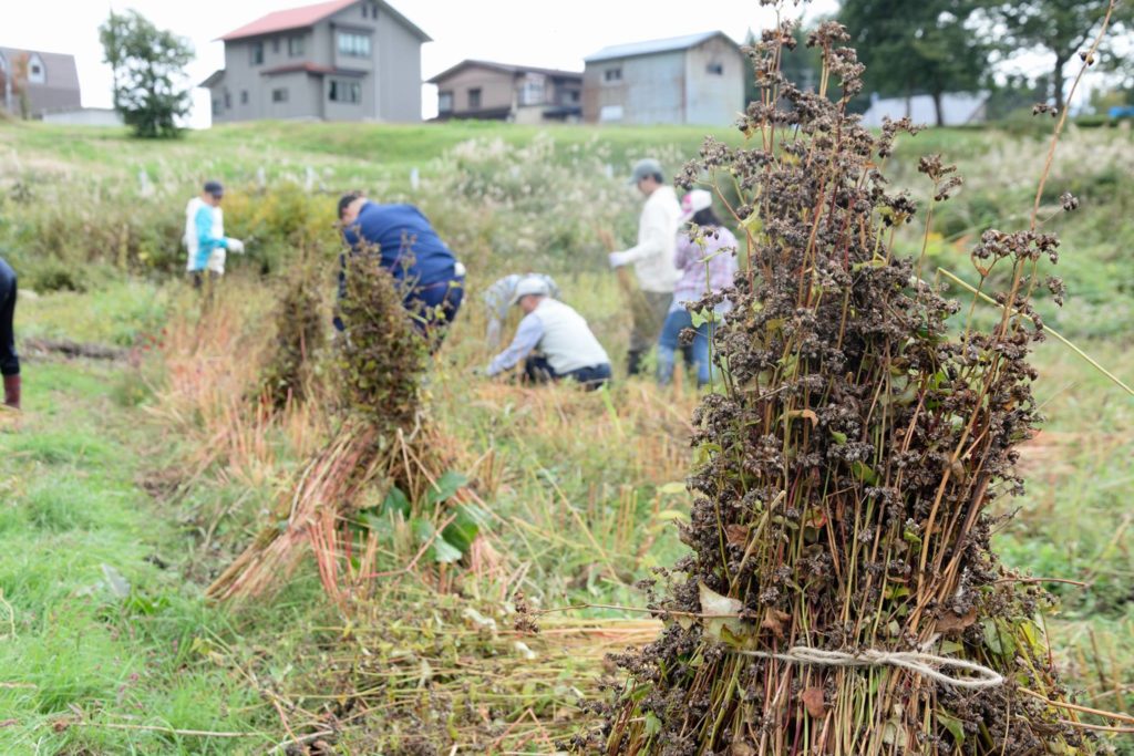 2016そばの収穫